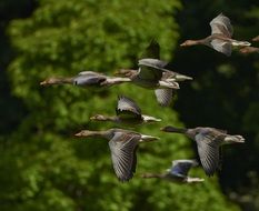 wild flock of canada geese in flight