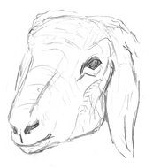 sheep lamb drawing