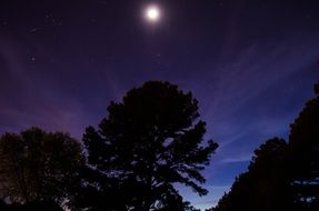 landscape of moonlight on the treetops