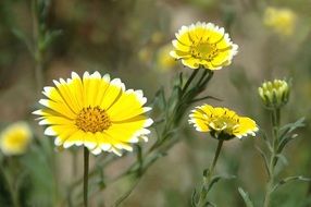 small yellow flowers with a white rim