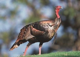 Wild turkey close-up