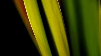 green plant macro