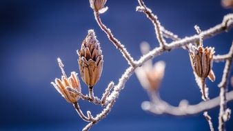 frozen buds on the tree