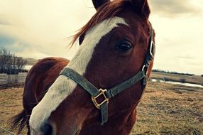 wonderful horse face