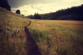 The path among the grass near the forest