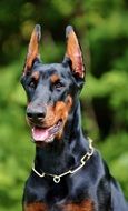 Doberman on nature background