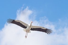 animal portrait of flying white stork in the sky