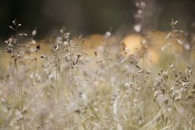 field grasses meadow macro photo