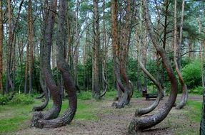 crooked forest, poland