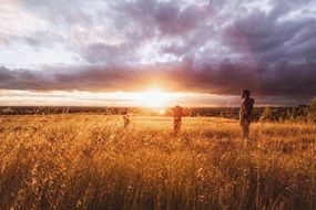 field at sunset