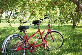 tandem bicycle under apples tree