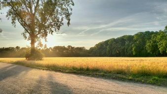 rural landscape at summer sunset