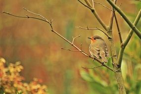 robin songbird on a blurred background