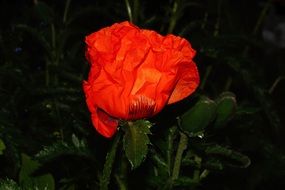 red poppy blossom