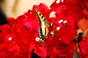 butterfly sitting on colorful flower