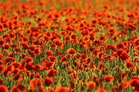 wonderful poppies field