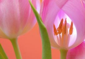tulip flowers in a garden