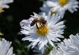 wonderful flowers nature bloom