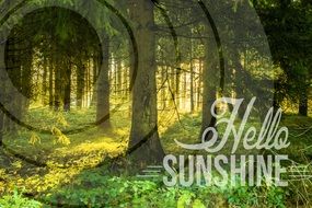 inscription Hello sunshine on the background of the morning forest landscape