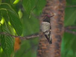 hummingbird on the tree