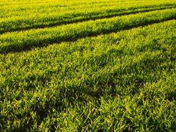 sown green field