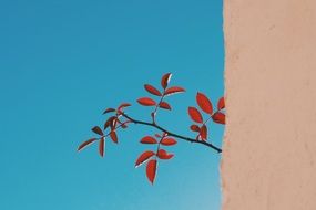 rosehip branch with red leaves at blue sky and pink wall