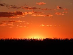 red sunset horizon with corn landscape