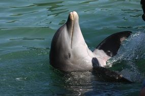 Dolphin in seawater