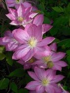 wonderful clematis bloom
