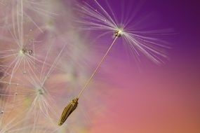 flying dandelion seed