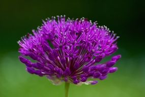 violet fluffy flower