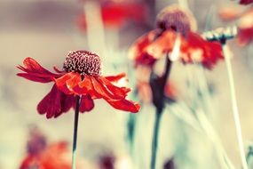 beautiful red summer flower