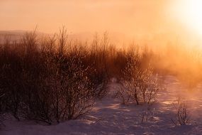 frosty snow winter forest sunset view