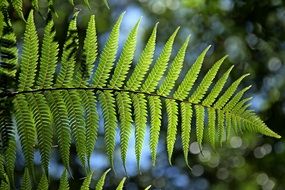 fern leaf in the sunlight