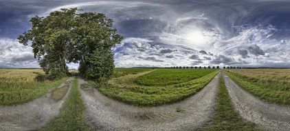 panorama of a grove of trees