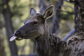 cow elk with long tongue in the wildlife