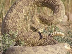 wonderful rattlesnake