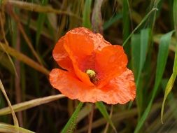 wonderful poppy spring