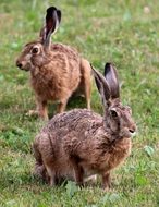 the two hares in the summer garden