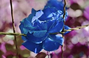 blue rose bud on a steel lattice