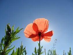wonderful pink poppy