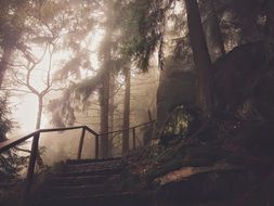 staircase to a rock in a foggy forest