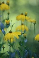 Yellow high hat rudbeckia nitida blooms macro photo