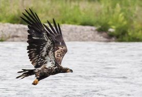 wonderful golden eagle