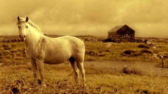 white horse on a farm in Ireland