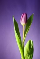 pink tulip on purple background