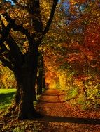 Autumn on the lime avenue