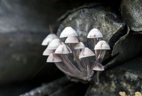 small white mushrooms on a tree trunk on a blurred background