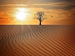lonely tree in the desert at sunset background