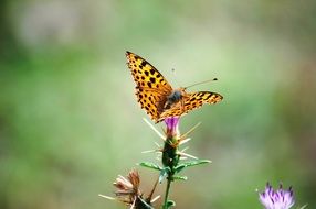 butterfly sits on top of a flower